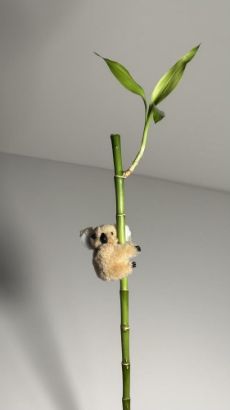 صورة كوالا مغناطيسية صغيرة