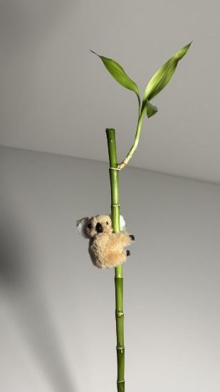 صورة كوالا مغناطيسية صغيرة