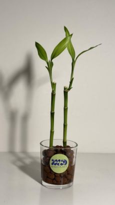 صورة نبتة البامبو