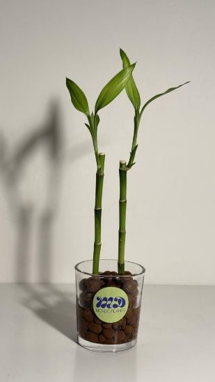 صورة نبتة البامبو