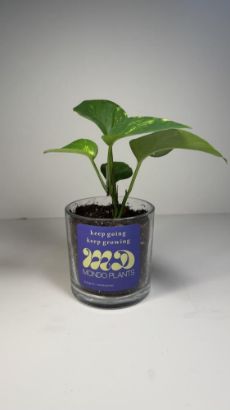 صورة نبتة البوتس