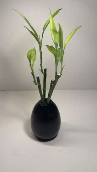 صورة نبتة البامبو