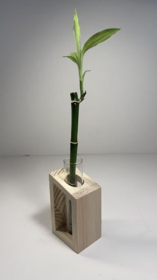 صورة نبتة البامبو