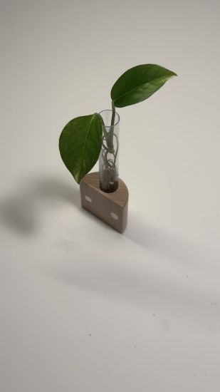 صورة نبتة البوتس