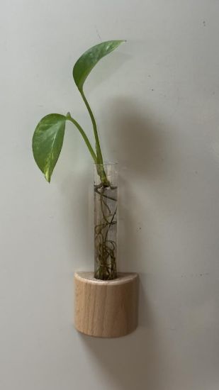 صورة نبتة البوتس