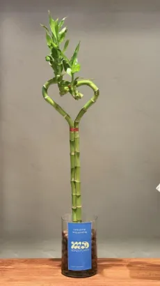 صورة بامبو القلب