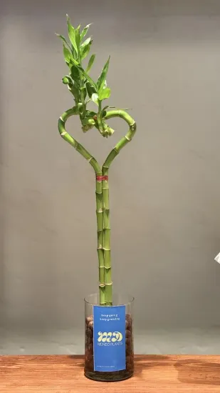 صورة بامبو القلب