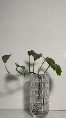 صورة نبتة البوتس