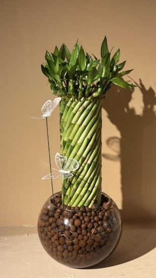 صورة نبتة البامبو