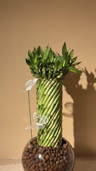 صورة نبتة البامبو