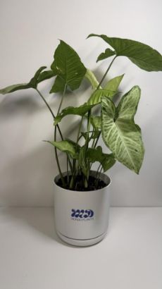 صورة نبتة سنجونيوم